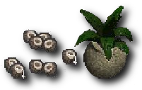 Cocco
