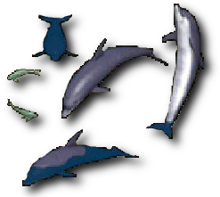 Delfini