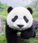green87's Avatar
